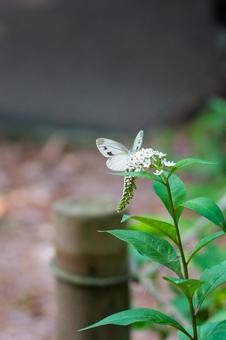 花の蜜を吸いにきた蝶々 花の蜜を吸いにきた蝶々の写真