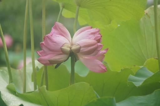 蓮 双頭蓮,蓮,夏の写真素材