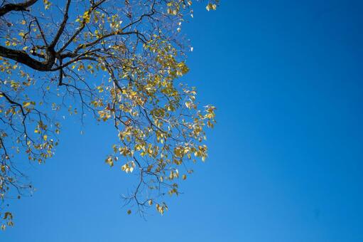 北摂の里山の雑木林から見上げた晩秋の青空 北摂,晴天,晩秋の写真素材