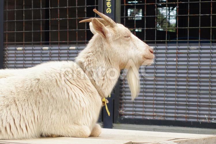 動物園で飼育されているヤギ 山羊,ヤギ,動物園の写真素材