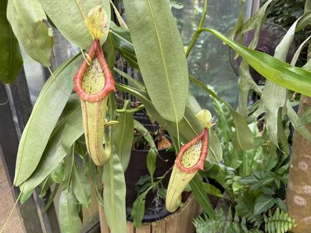ウツボカズラ ウツボカズラ ウツボカズラ,緑,植物の写真素材