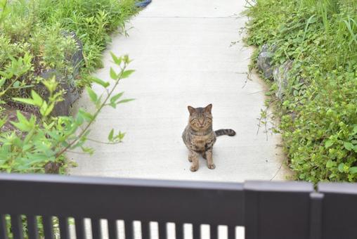 野良猫 野良猫の写真