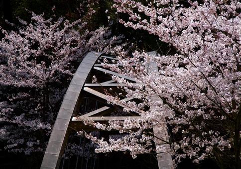 桜 桜の写真