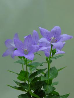 清楚に咲く花 桔梗-1 清楚に咲く花 桔梗-1の写真