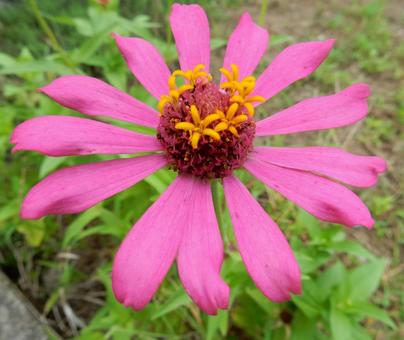 【花の写真】 ヒャクニチソウ(百日草) 【花の写真】 ヒャクニチソウ(百日草)の写真