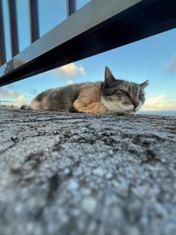 のらねこ 昼寝 のらねこ 昼寝の写真