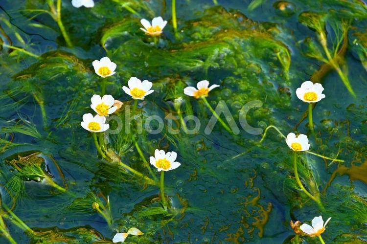 白くてかわいいバイガモの花 バイガモ,梅花藻,水中花の写真素材
