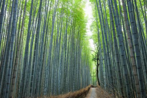 誰もいない嵐山の竹林の小径 誰もいない嵐山の竹林の小径 竹林,嵐山,新緑の写真素材