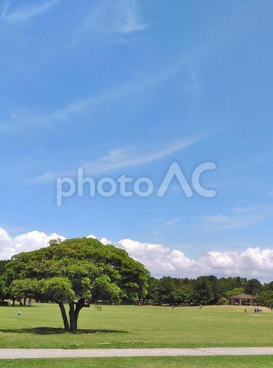 青空　空　大きな木　青空と芝 空,夏,緑の写真素材