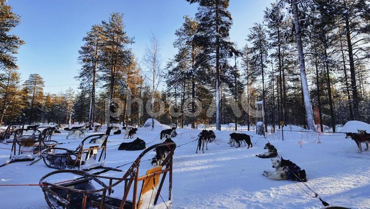 フィンランドで犬ぞりをする風景 横顔,かっこいい,犬の写真素材
