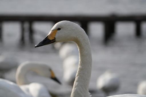 コハクチョウ コハクチョウ,野鳥,北海道の写真素材