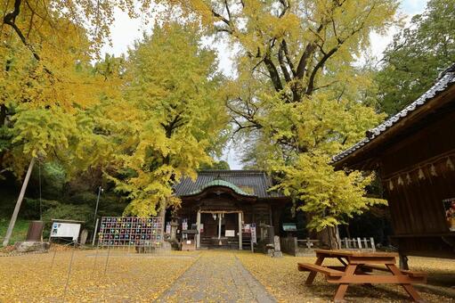 佐賀県みやき町「綾部八幡神社」の銀杏 綾部八幡神社,紅葉,銀杏の写真素材