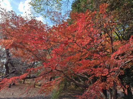もみじの紅葉 風景,昭和記念公園,綺麗の写真素材