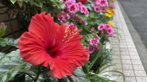 ガーデニングの花④ ハイビスカス,花,植物の写真素材