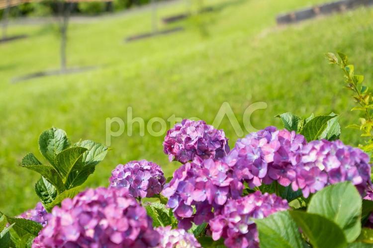 東京の二子玉川公園のあじさいの花 紫陽花,あじさい,植物の写真素材