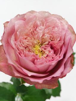 ピンク色のバラの花 ピンク色のバラの花 花,バラ,植物の写真素材