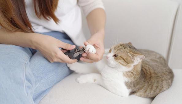 猫の爪切りをする飼い主の女性 猫の爪切りをする飼い主の女性の写真