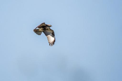 ノスリ⒂の写真