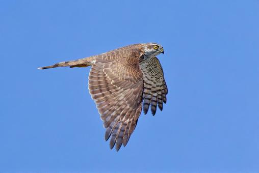翼がまだ茶褐色のハイタカ幼鳥のメス ハイタカ,鷂,タカの写真素材