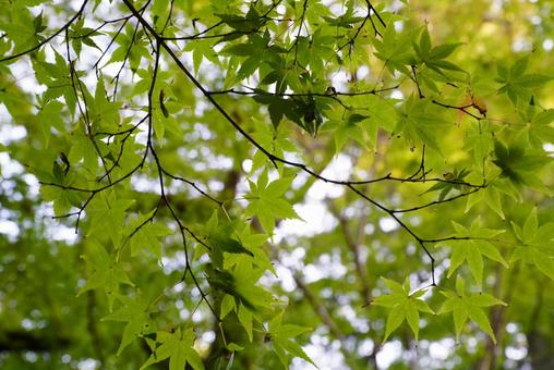 モミジ モミジ,葉,植物の写真素材