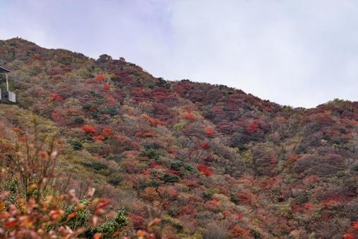 雲仙の紅葉　妙見岳 紅葉,色づき,自然の写真素材