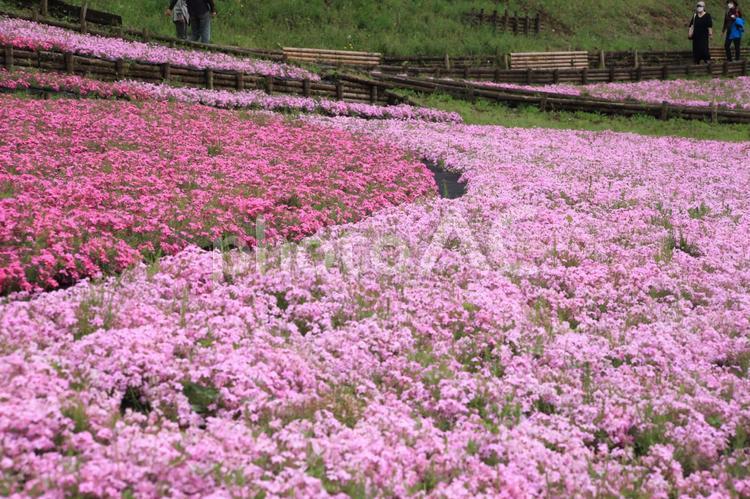 芝桜　川のように 芝桜,春,群生の写真素材