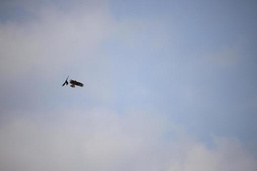 鳥と空No.17 空,晴れ,背景紙の写真素材