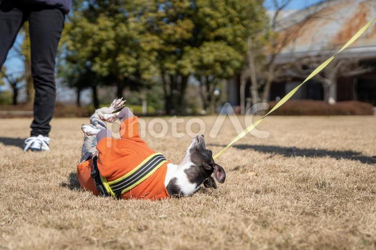 寝転がるイタリアングレーハウンド イタリアングレーハウンド,春,イタグレの写真素材