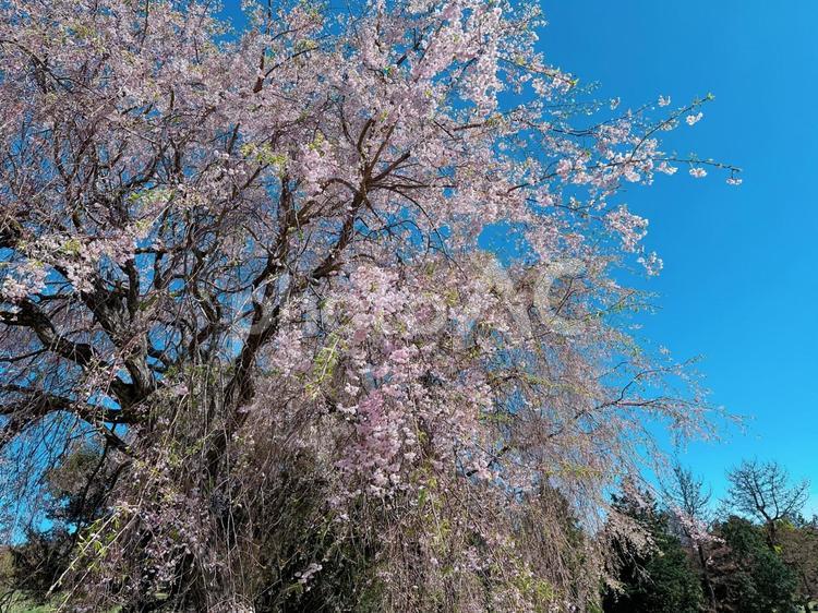しだれ桜 桜,枝垂れ桜,春の写真素材