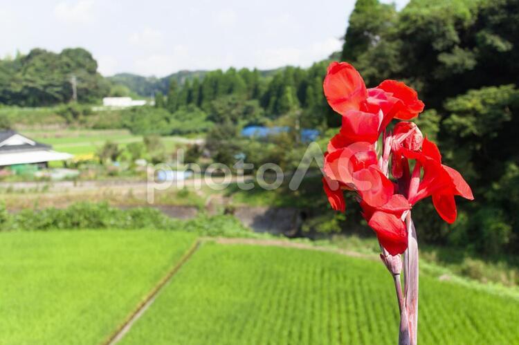のどかな田舎に生える一凛の花 のどか,田舎,一凛の写真素材