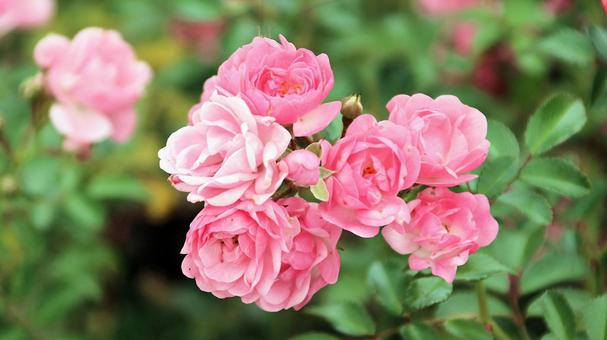 河津バカテル公園　秋バラの写真