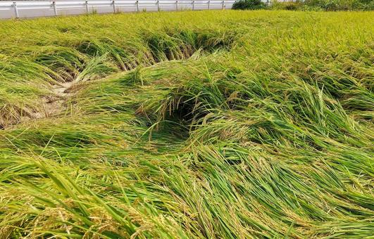 大雨で倒れた稲穂② 稲穂,稲作,台風の写真素材