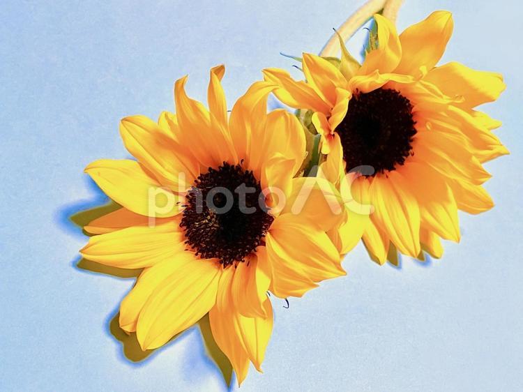 ひまわり　水色　4 ひまわり,水色,花の写真素材