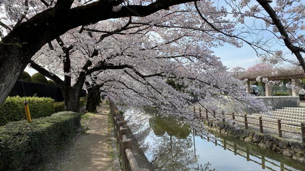 桜 桜の写真