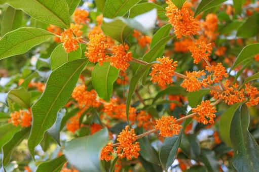 キンモクセイ1 金木犀,キンモクセイ,秋イメージの写真素材