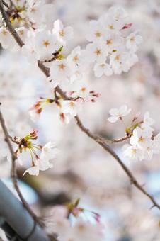 桜 桜の写真