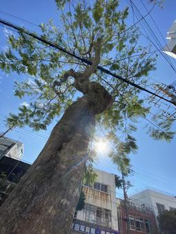 電線と木 電線と木の写真