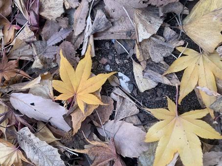 紅葉 紅葉の写真