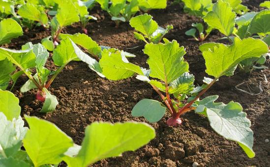 陽の光に照らされた畑のラディッシュ ラディッシュ,畑,野菜の写真素材