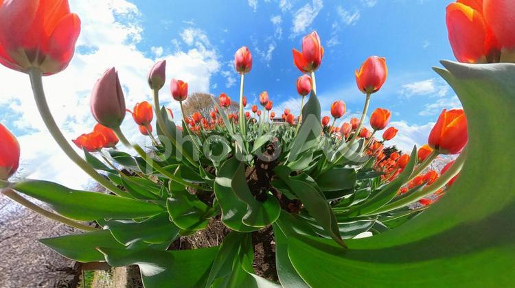 チューリップ花壇の地面から青空を見上げる チューリップ,畑,地面の写真素材