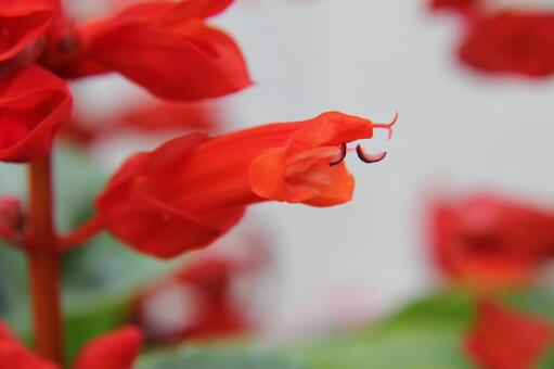 セージ クローズアップ セージ,芳香,合弁花の写真素材