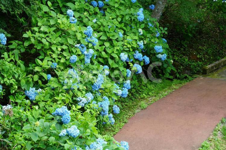 たくさんの青色の紫陽花の花 あじさい,花,花びらの写真素材