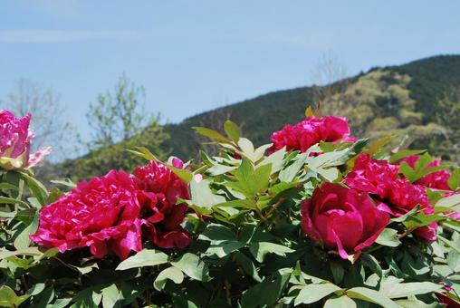 ボタンの花 ボタンの花の写真