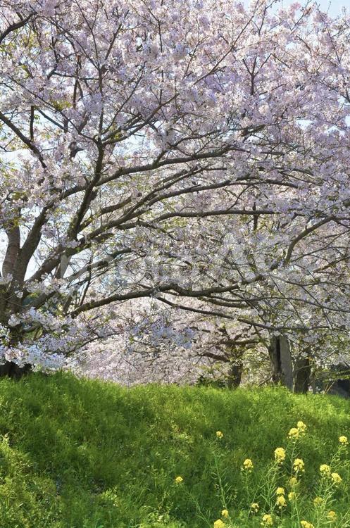 菜の花と満開の桜 春,4月,晴れの写真素材
