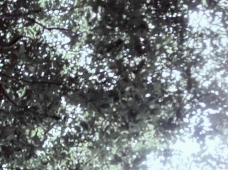 植物のぼかし画像4 植物のぼかし画像4の写真