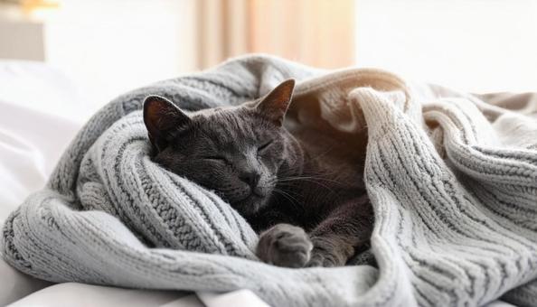 くつろぐ黒い猫 くつろぐ黒い猫の写真