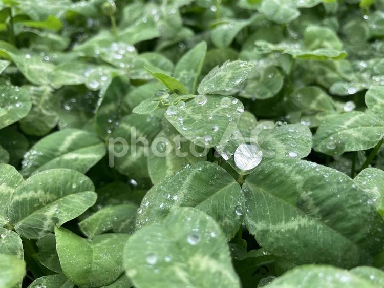 雨の日の宝石 雨,雫,しずくの写真素材