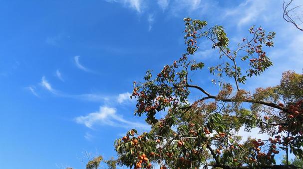 柿　ベビーパーシモン　秋の味覚 柿,ベビーパーシモン,突核無の写真素材