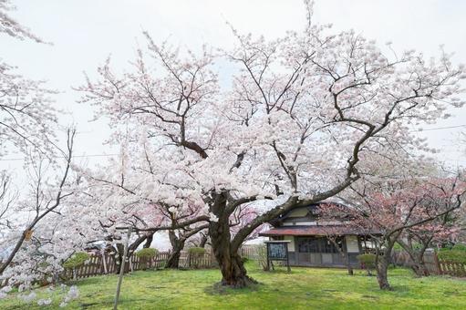 松前城の桜 松前,松前町,松前城の写真素材