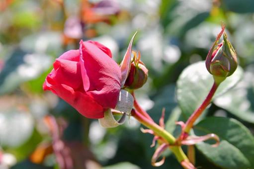 薔薇 アライブ 薔薇 アライブ 薔薇,アライブ,ピンクの写真素材